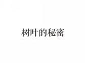 树叶的秘密