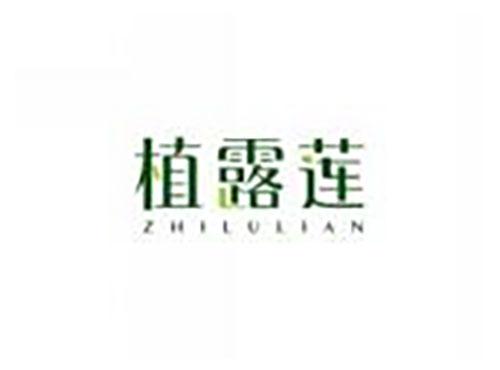 植露莲ZHILULIAN