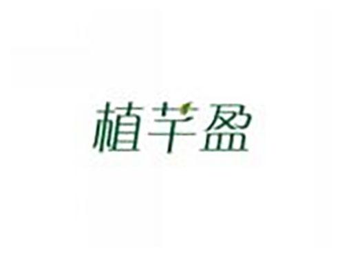 植芊盈