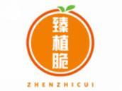 臻植脆